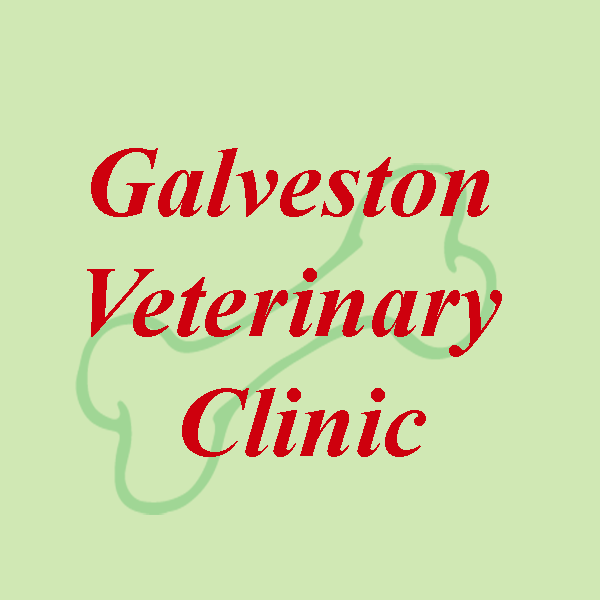 Galveston Veterinary Clinic